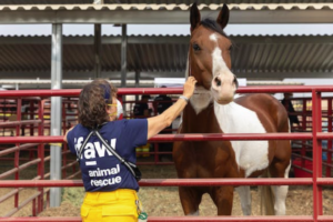 animal vet