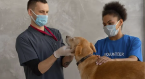 research vet