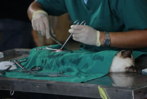 vet