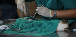vet surgeon