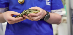 zoo vet